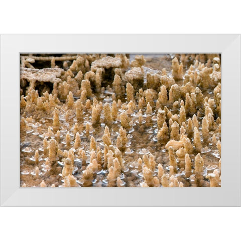 Calcium Carbonate Formations, Mammoth Hot Springs, Yellowstone National Park White Modern Wood Framed Art Print by Renkin, Diane