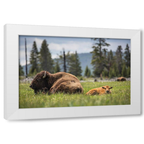 Cow and Calf Bison, Fountain Flat Drive, Yellowstone National Park White Modern Wood Framed Art Print by The Yellowstone Collection
