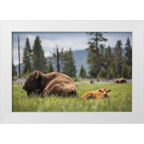 Cow and Calf Bison, Fountain Flat Drive, Yellowstone National Park White Modern Wood Framed Art Print by The Yellowstone Collection