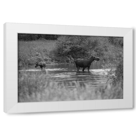 Cow and Calf Moose, Gallatin River, Yellowstone National Park White Modern Wood Framed Art Print by The Yellowstone Collection