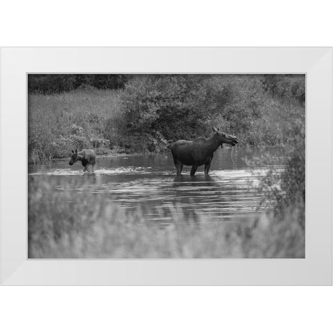 Cow and Calf Moose, Gallatin River, Yellowstone National Park White Modern Wood Framed Art Print by The Yellowstone Collection