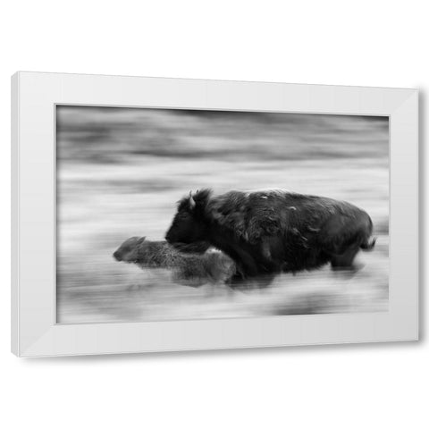 Bison Cow and Calf in Lamar Valley, Yellowstone National Park White Modern Wood Framed Art Print by The Yellowstone Collection