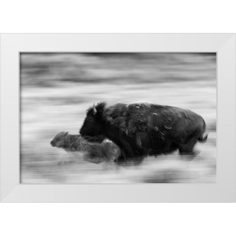 Bison Cow and Calf in Lamar Valley, Yellowstone National Park White Modern Wood Framed Art Print by The Yellowstone Collection