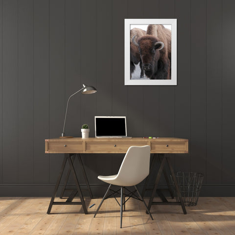 Cow Bison on Northeast Entrance Road, Yellowstone National Park White Modern Wood Framed Art Print by Peaco, Jim