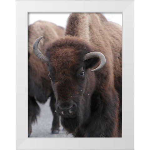 Cow Bison on Northeast Entrance Road, Yellowstone National Park White Modern Wood Framed Art Print by Peaco, Jim