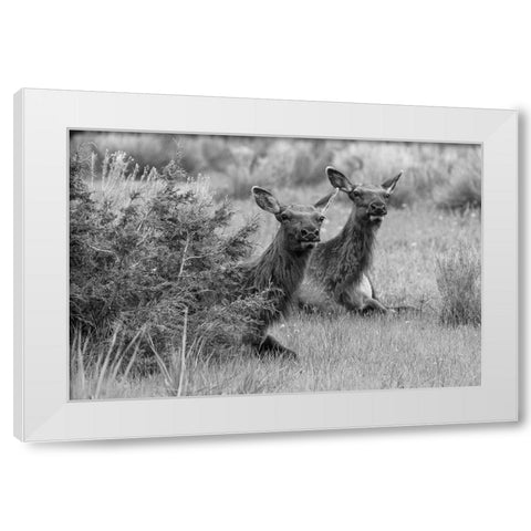 Cow Elk in Mammoth Hot Springs, Yellowstone National Park White Modern Wood Framed Art Print by Frank, Jacob W.