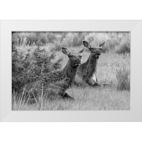 Cow Elk in Mammoth Hot Springs, Yellowstone National Park White Modern Wood Framed Art Print by Frank, Jacob W.