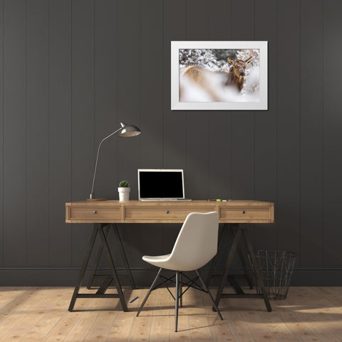 Cow Elk in Snow, Mammoth Hot Springs, Yellowstone National Park White Modern Wood Framed Art Print by The Yellowstone Collection
