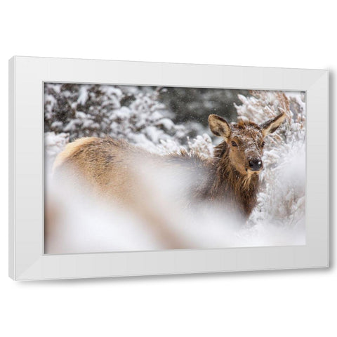 Cow Elk in Snow, Mammoth Hot Springs, Yellowstone National Park White Modern Wood Framed Art Print by The Yellowstone Collection