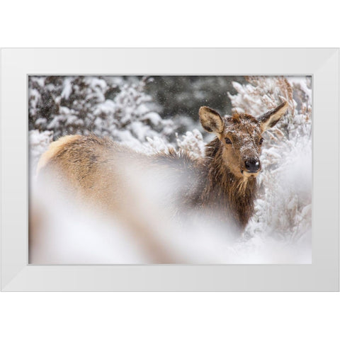 Cow Elk in Snow, Mammoth Hot Springs, Yellowstone National Park White Modern Wood Framed Art Print by The Yellowstone Collection