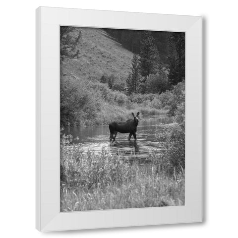 Cow Moose, Gallatin River, Yellowstone National Park White Modern Wood Framed Art Print by The Yellowstone Collection