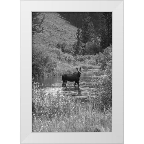 Cow Moose, Gallatin River, Yellowstone National Park White Modern Wood Framed Art Print by The Yellowstone Collection