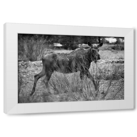 Cow Moose, Soda Butte Creek, Yellowstone National Park White Modern Wood Framed Art Print by The Yellowstone Collection