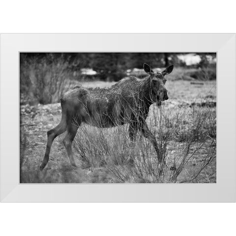 Cow Moose, Soda Butte Creek, Yellowstone National Park White Modern Wood Framed Art Print by The Yellowstone Collection