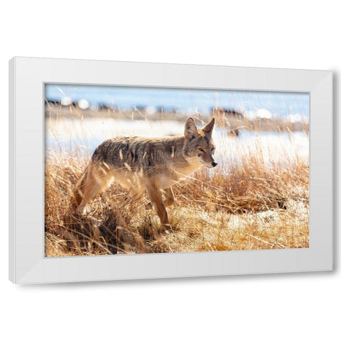 Coyote at Yellowstone Lake, Yellowstone National Park White Modern Wood Framed Art Print by The Yellowstone Collection
