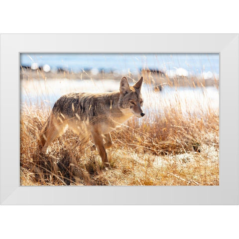 Coyote at Yellowstone Lake, Yellowstone National Park White Modern Wood Framed Art Print by The Yellowstone Collection