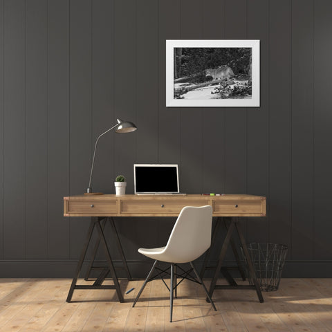 Coyote near Canyon, Yellowstone National Park White Modern Wood Framed Art Print by Peaco, Jim