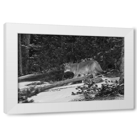 Coyote near Canyon, Yellowstone National Park White Modern Wood Framed Art Print by Peaco, Jim