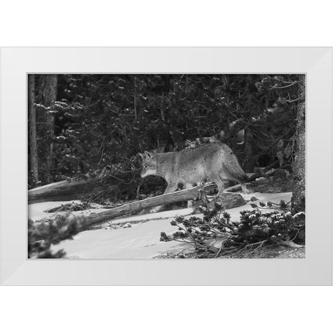 Coyote near Canyon, Yellowstone National Park White Modern Wood Framed Art Print by Peaco, Jim