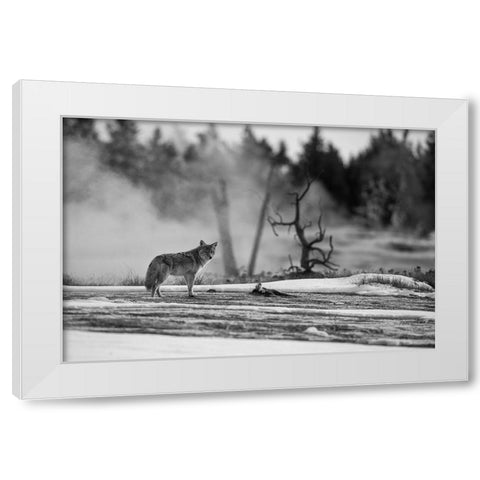 Coyote standing near Biscuit Basin, Yellowstone National Park White Modern Wood Framed Art Print by The Yellowstone Collection