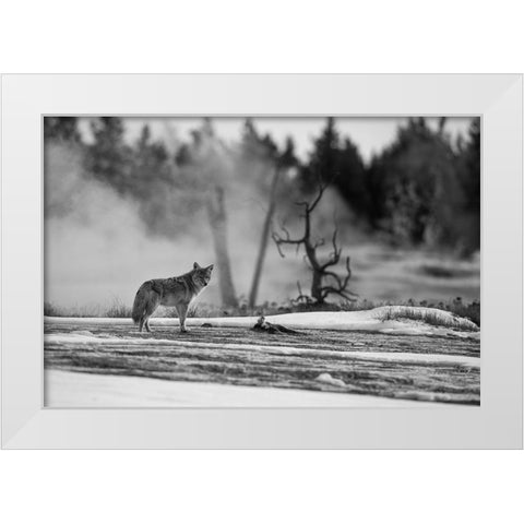 Coyote standing near Biscuit Basin, Yellowstone National Park White Modern Wood Framed Art Print by The Yellowstone Collection