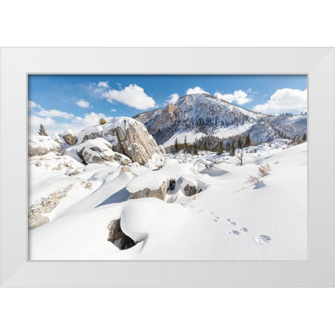 Coyote tracks in the Hoodoos, Yellowstone National Park White Modern Wood Framed Art Print by The Yellowstone Collection