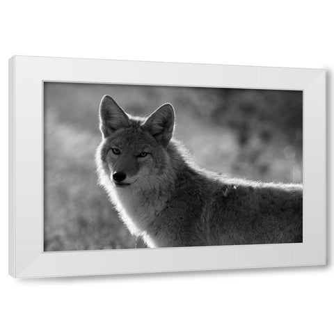 Coyote, Upper Geyser Basin, Yellowstone National Park White Modern Wood Framed Art Print by The Yellowstone Collection