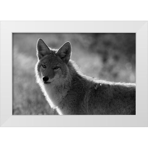 Coyote, Upper Geyser Basin, Yellowstone National Park White Modern Wood Framed Art Print by The Yellowstone Collection