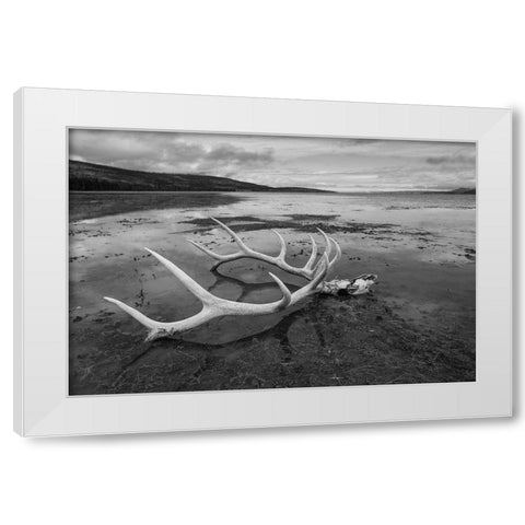 Elk Antlers, Yellowstone Lake, Yellowstone National Park White Modern Wood Framed Art Print by The Yellowstone Collection