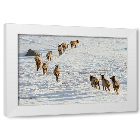 Elk on the Move, Lamar Valley, Yellowstone National Park White Modern Wood Framed Art Print by The Yellowstone Collection