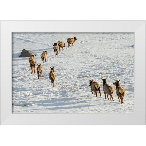 Elk on the Move, Lamar Valley, Yellowstone National Park White Modern Wood Framed Art Print by The Yellowstone Collection