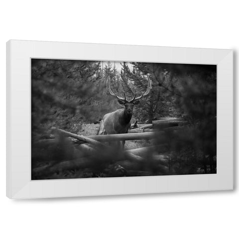Elk, Sepulcher Mountain Trail, Yellowstone National Park White Modern Wood Framed Art Print by The Yellowstone Collection