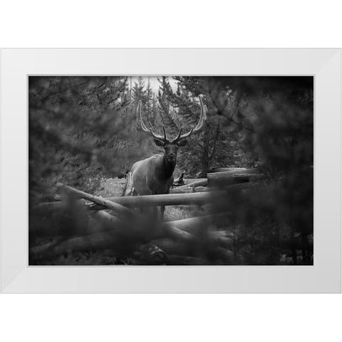 Elk, Sepulcher Mountain Trail, Yellowstone National Park White Modern Wood Framed Art Print by The Yellowstone Collection