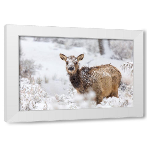 Female Elk in Snow, Mammoth Hot Springs, Yellowstone National Park White Modern Wood Framed Art Print by The Yellowstone Collection
