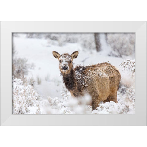 Female Elk in Snow, Mammoth Hot Springs, Yellowstone National Park White Modern Wood Framed Art Print by The Yellowstone Collection