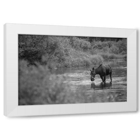 Female Moose, Gallatin River, Yellowstone National Park White Modern Wood Framed Art Print by The Yellowstone Collection
