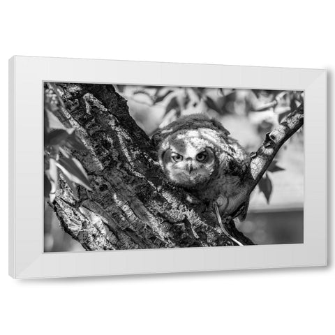 Fledged Great Horned Owl Chick, Yellowstone National Park White Modern Wood Framed Art Print by Frank, Jacob W.