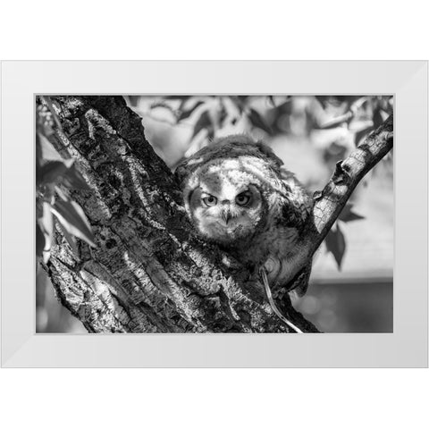 Fledged Great Horned Owl Chick, Yellowstone National Park White Modern Wood Framed Art Print by Frank, Jacob W.