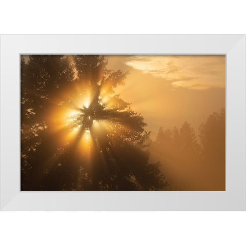 Foggy Sunrise, Blacktail Deer Plateau, Yellowstone National Park White Modern Wood Framed Art Print by The Yellowstone Collection