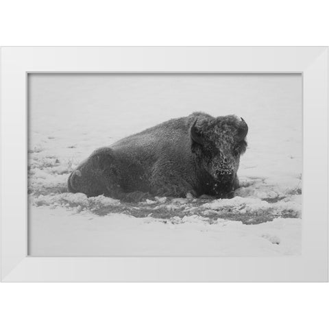 Frost-covered Bison near Roaring Mountain, Yellowstone National Park White Modern Wood Framed Art Print by Frank, Jacob W.