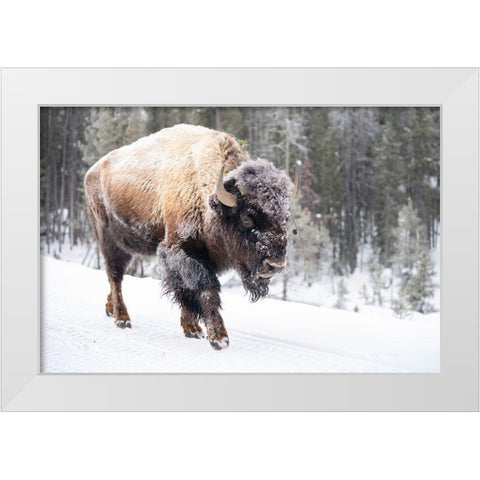 Frost-covered Bison near Frying Pan Spring, Yellowstone National Park White Modern Wood Framed Art Print by The Yellowstone Collection