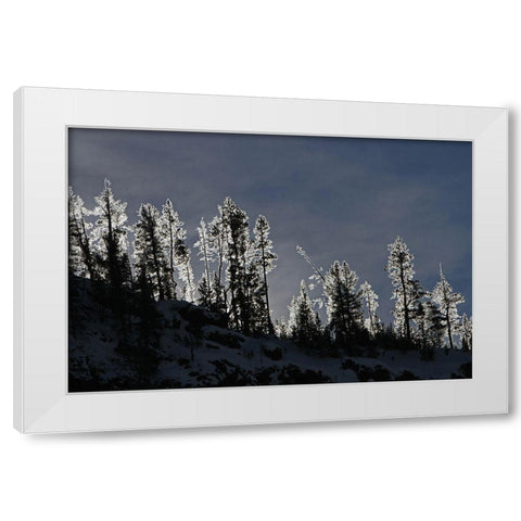 Frosted Trees in Gibbon Canyon, Yellowstone National Park White Modern Wood Framed Art Print by Peaco, Jim