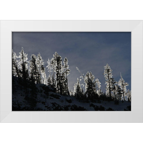 Frosted Trees in Gibbon Canyon, Yellowstone National Park White Modern Wood Framed Art Print by Peaco, Jim