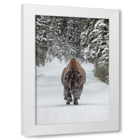 Frosty Bull Bison near Fishing Bridge, Yellowstone National Park White Modern Wood Framed Art Print by The Yellowstone Collection