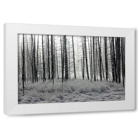 Frosty Morning in the Lower Geyser Basin, Yellowstone National Park White Modern Wood Framed Art Print by The Yellowstone Collection