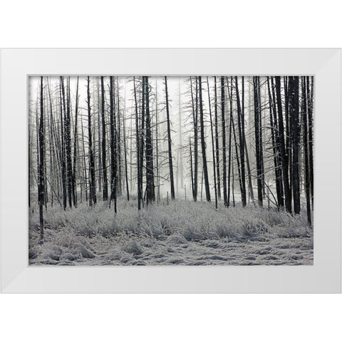 Frosty Morning in the Lower Geyser Basin, Yellowstone National Park White Modern Wood Framed Art Print by The Yellowstone Collection