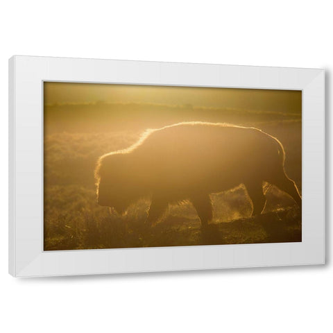 Golden hour in Lamar Valley, Yellowstone National Park White Modern Wood Framed Art Print by The Yellowstone Collection