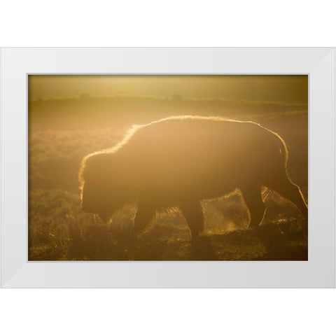 Golden hour in Lamar Valley, Yellowstone National Park White Modern Wood Framed Art Print by The Yellowstone Collection