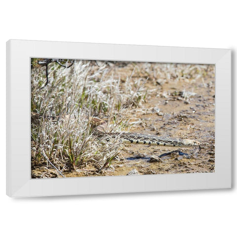Gopher snake, Mammoth Hot Springs, Yellowstone National Park White Modern Wood Framed Art Print by The Yellowstone Collection
