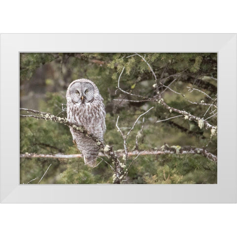 Great Gray Owl, Yellowstone National Park White Modern Wood Framed Art Print by Peaco, Jim